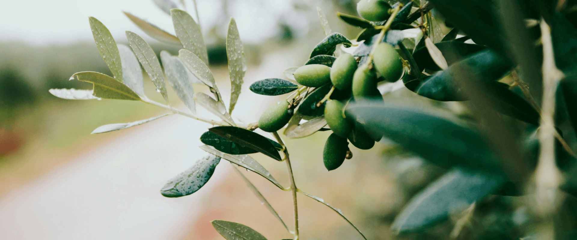 Unlocking the Secrets: The Surprising Benefits of Olive Leaf Extract on Sleep