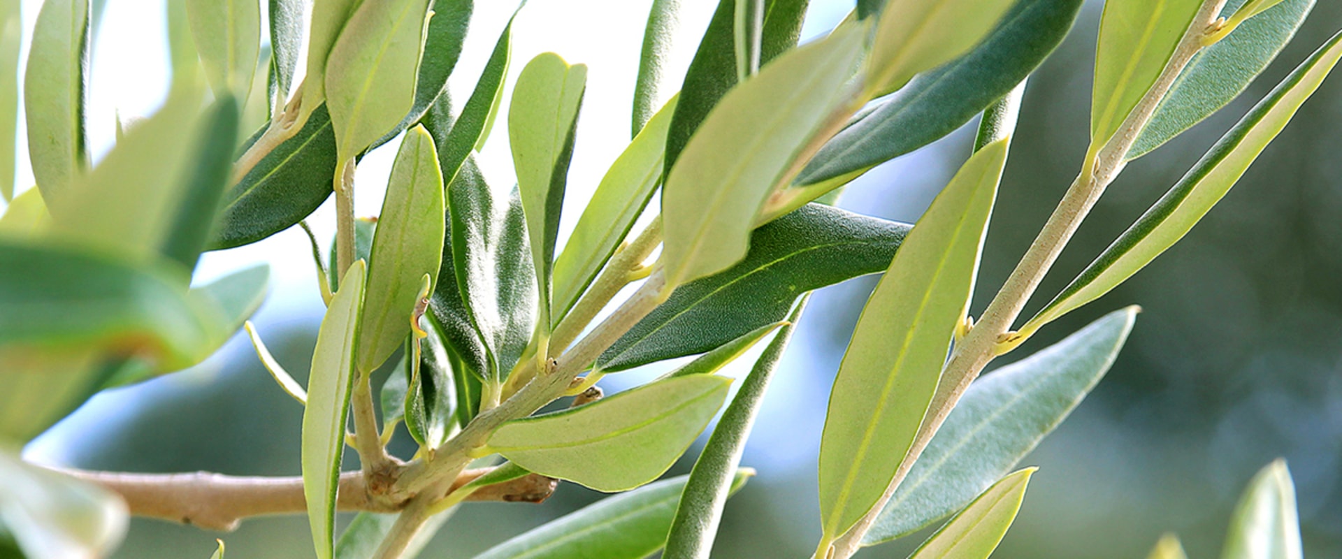 The Power of Olive Leaf Extract: A Comprehensive Guide to Its Benefits and Detox Symptoms