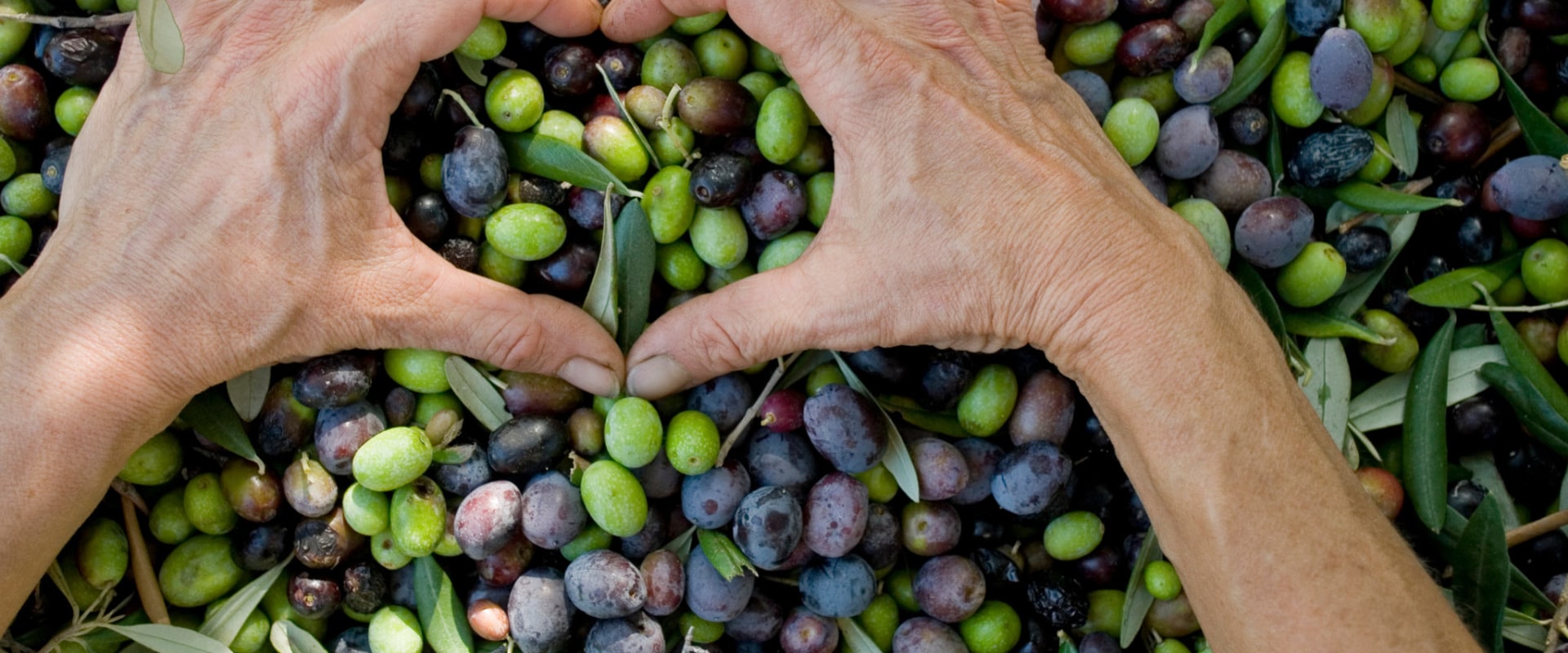 Unlocking the Incredible Health Benefits of Olive Leaf Extract