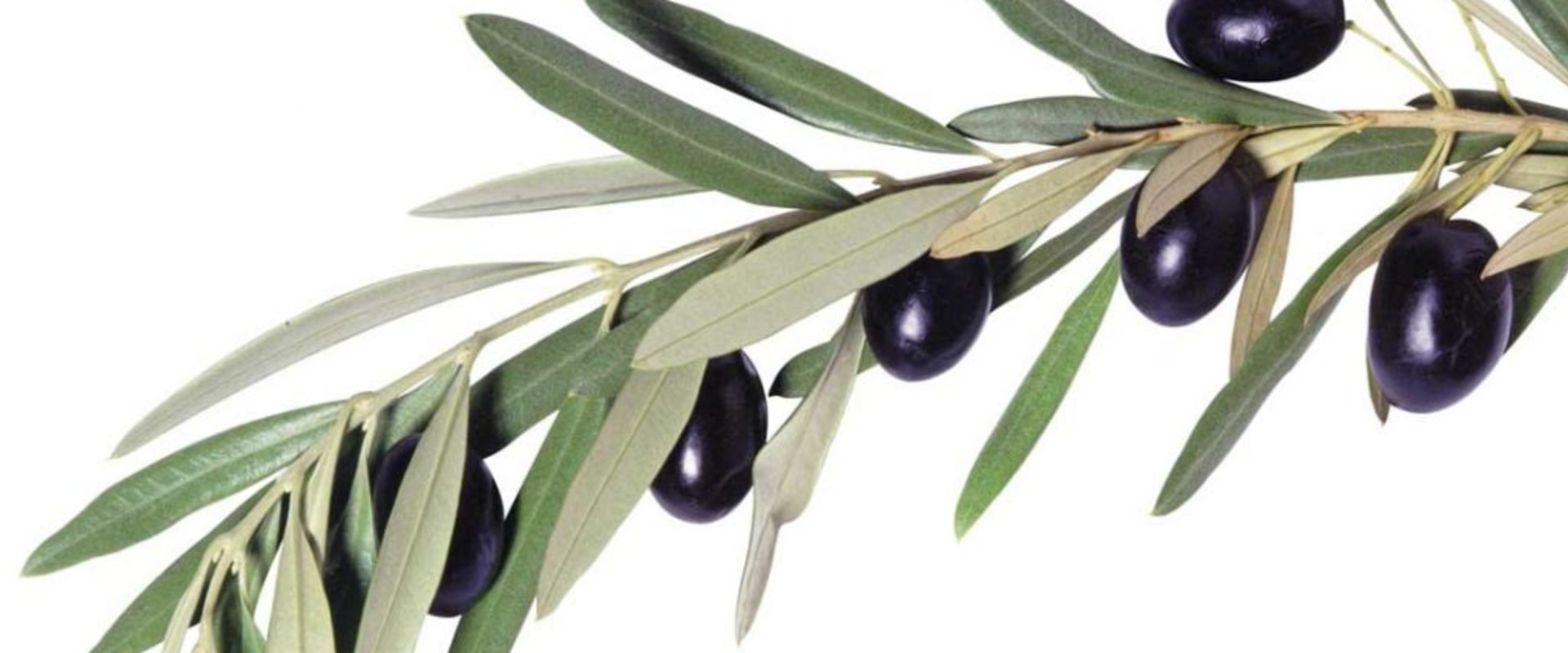 Unlocking the Health Benefits of Olive Leaf Extract: A Comprehensive Guide