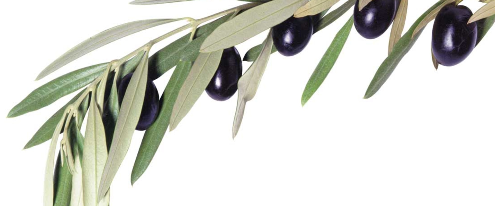 Unlocking the Power of Olive Leaf Extract: Comprehensive Benefits and Insights