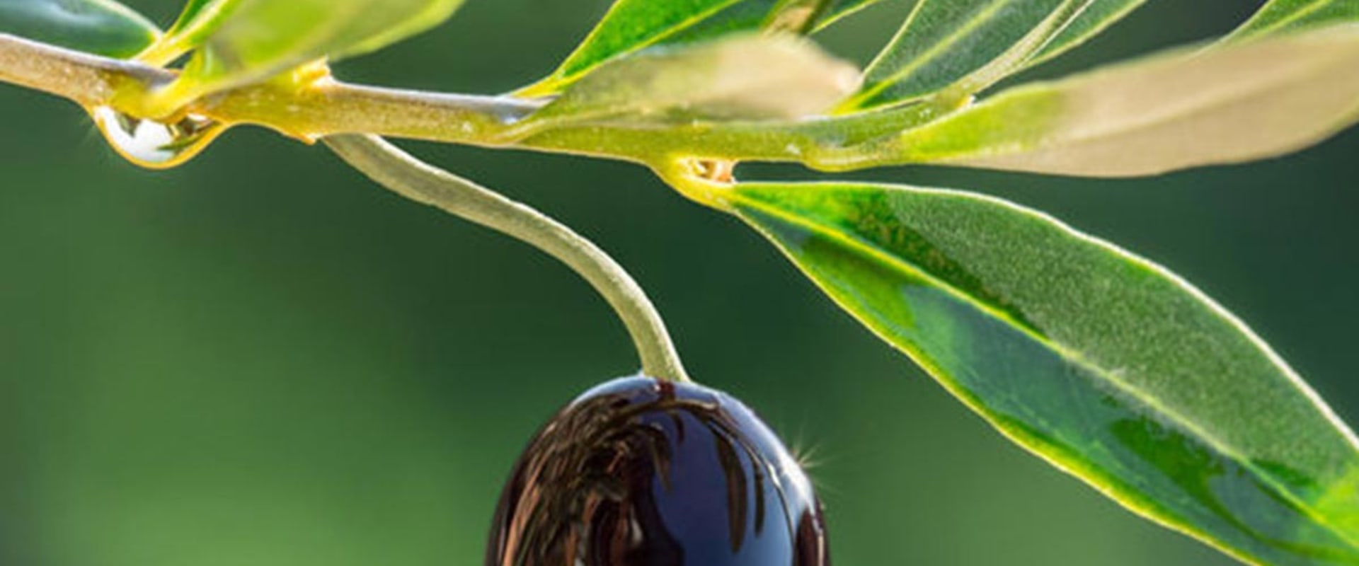 The Surprising Health Benefits of Olive Leaf Extract