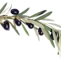 The Power of Olive Leaf Extract: Unlocking Its Potential Benefits